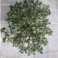 Albero di Giada o Crassula ovata