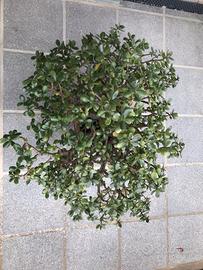 Albero di Giada o Crassula ovata