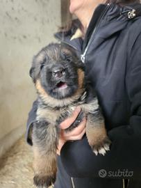 Cuccioli pastore tedesco