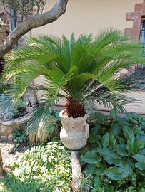 pianta cycas con anfora 