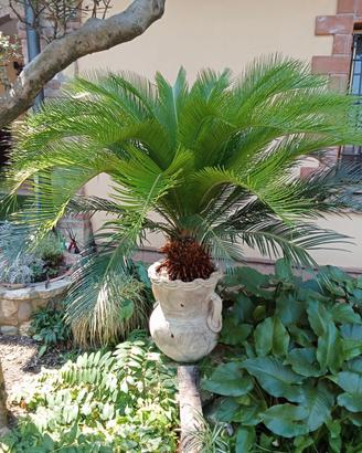 pianta cycas con anfora 