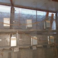 Gabbie per conigli vari modelli