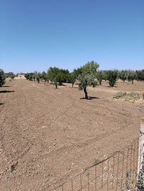 Terreno fruttifero con pozzo sorgivo