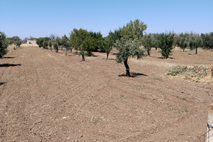 Terreno fruttifero con pozzo sorgivo