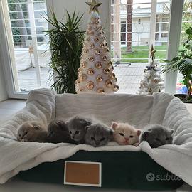 Prenotasi cuccioli di gatto British short hair