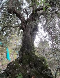 Terreno uliveto con rudere