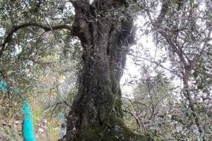 Terreno uliveto con rudere