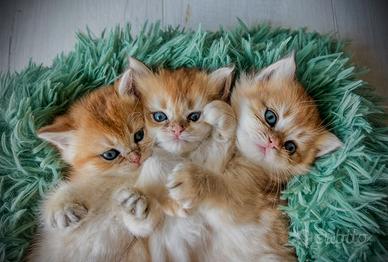 Gatti British Shorthair Golden con pedigree