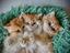 Immagine 1