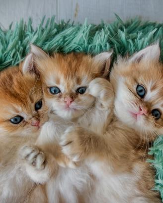 Gatti British Shorthair Golden con pedigree