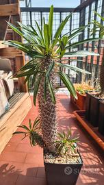 Pachypodium lamerei