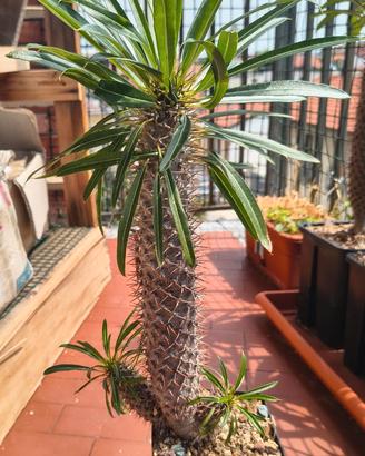 Pachypodium lamerei