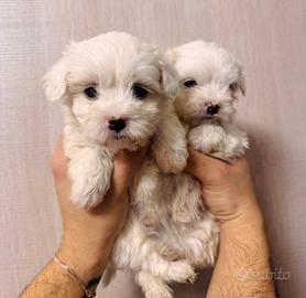 Cuccioli di maltese