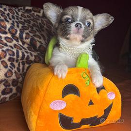 Piccola chihuahua pelo lumgo pedigree enci