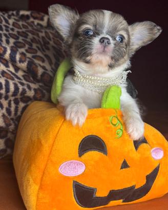 Piccola chihuahua pelo lumgo pedigree enci