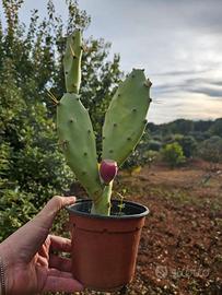 Opuntia ben radicata