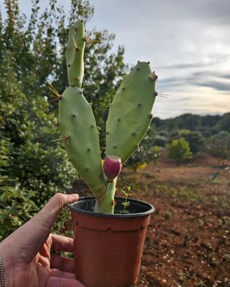 Opuntia ben radicata