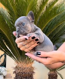 Bulldog francese