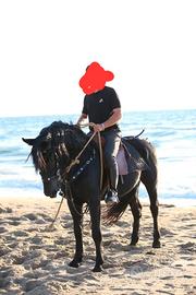 Stallone murgese