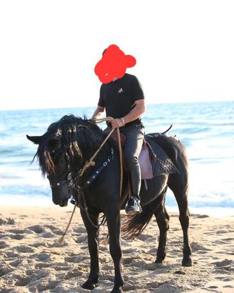 Stallone murgese