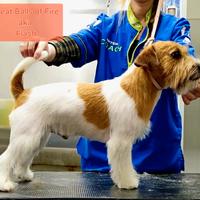 Jack Russell - Pedigree ENCI - Per Accoppiamento