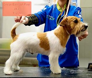 Jack Russell - Pedigree ENCI - Per Accoppiamento
