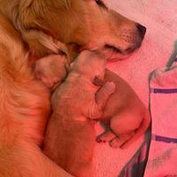 Cuccioli golden americano pronti a inizio marzo