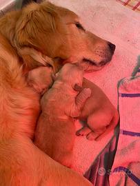 Cuccioli golden americano pronti a inizio marzo