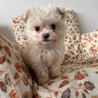 Maltese toy