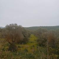 Terreno agricolo con 130 piante di ulivo secolari