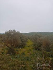 Terreno agricolo con 130 piante di ulivo secolari