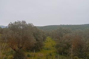 Terreno agricolo con 130 piante di ulivo secolari