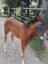 Cavallo.puledro