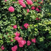 Piante bellissime
