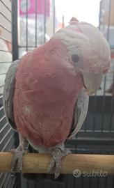Pappagallo