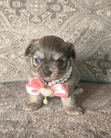 Ultima principessa chihuahua disponibile