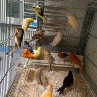Canarini cocorite pappagalli uccelli