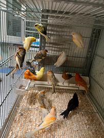Canarini cocorite pappagalli uccelli