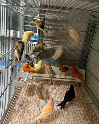 Canarini cocorite pappagalli uccelli