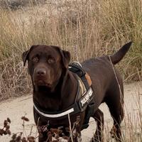 Labrador per monta