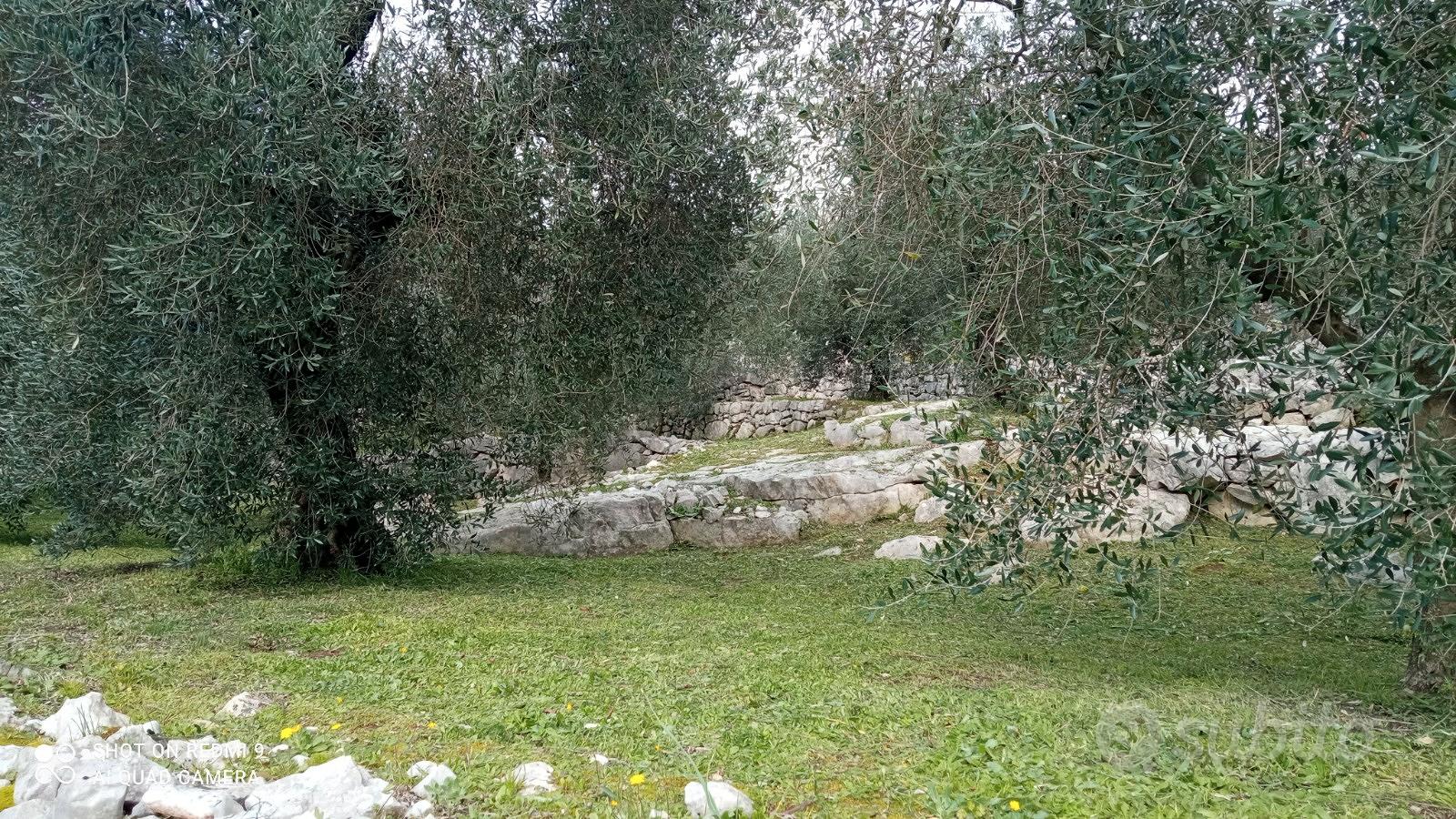 Terreno con uliveto - Vista 3