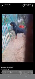Animali