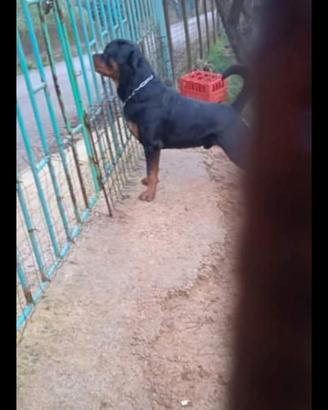 Animali