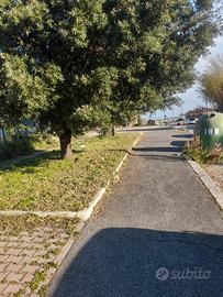 Giardiniere custode o altro