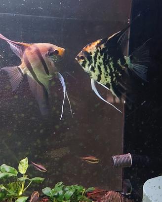 Pesci tropicali