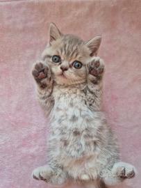 Cuccioli di british shorthair