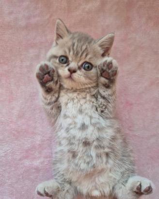 Cuccioli di british shorthair
