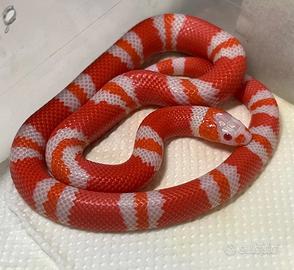 Falso corallo lampropeltis albino
