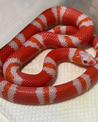 Falso corallo lampropeltis albino