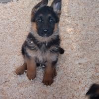 Cuccioli Pastore Tedesco